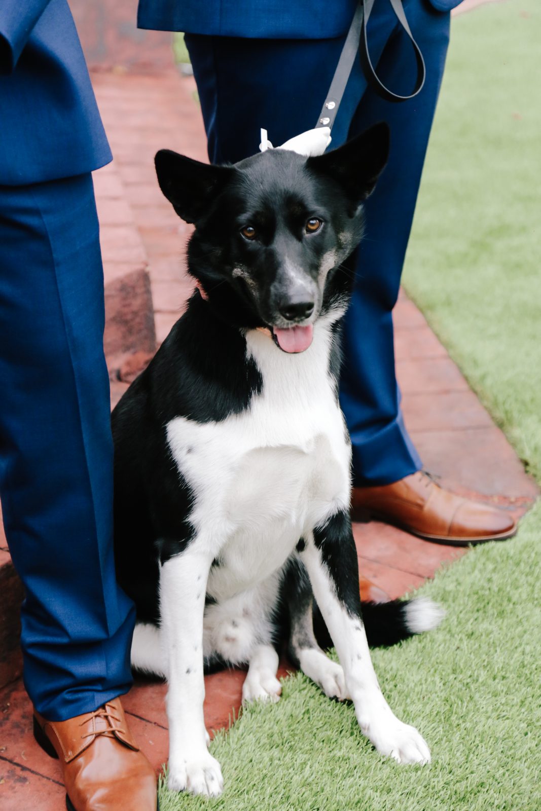 dog at wedding Ceremony at the Springs Event Venue in Rockwall 